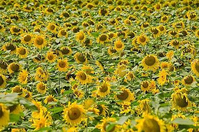 《明末：渊虚之羽》1.5更新遭国外玩家差评轰炸